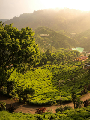 مرتفعات الكاميرون